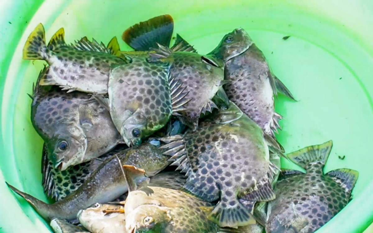 Xây dựng thương hiệu cá nâu Cà Mau