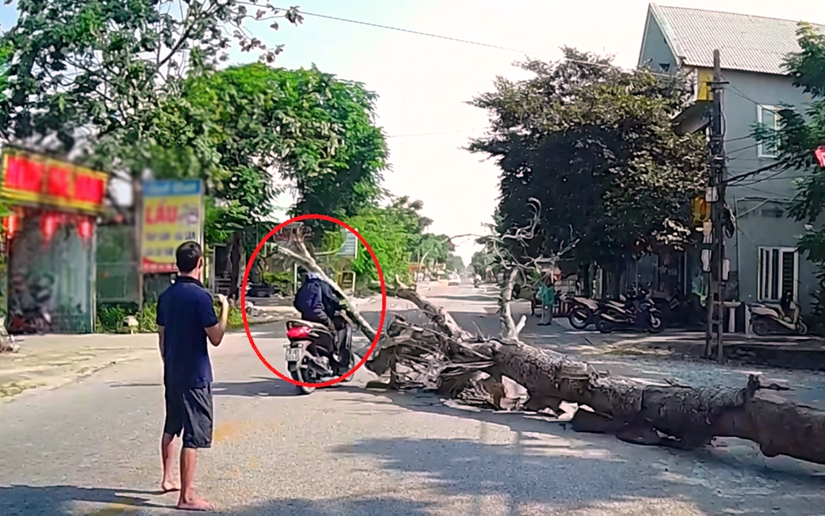 Vụ chặt cây đổ đè chết người đi đường: Chủ nhà, người cưa cây có thể nhận mức phạt nào?