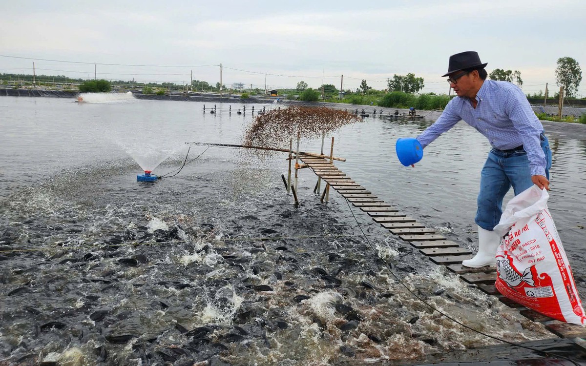 Việt Nam dự kiến xuất khẩu cá rô phi sashimi sang Nhật năm 2026
