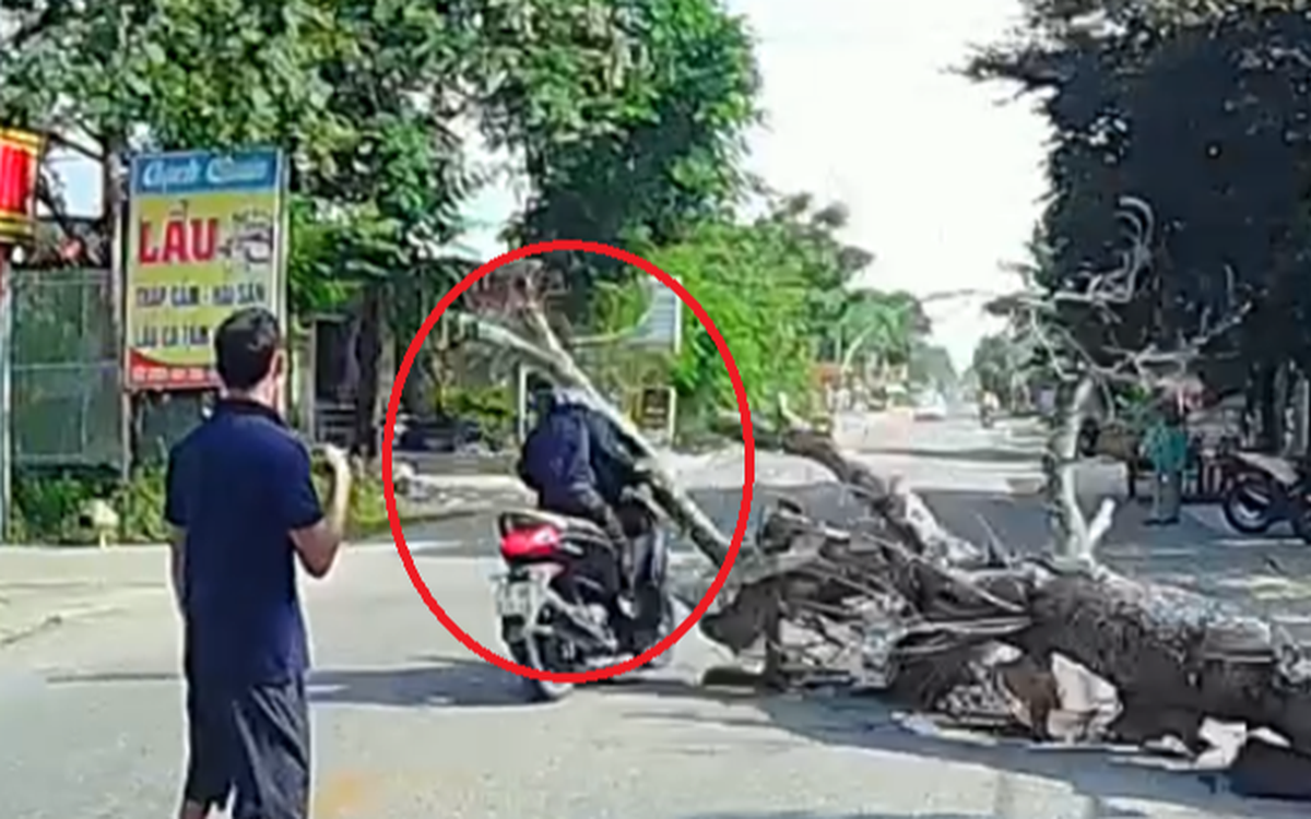 Vụ cây đổ đè chết người đi đường: Chặt cây phải có phương án đảm bảo an toàn