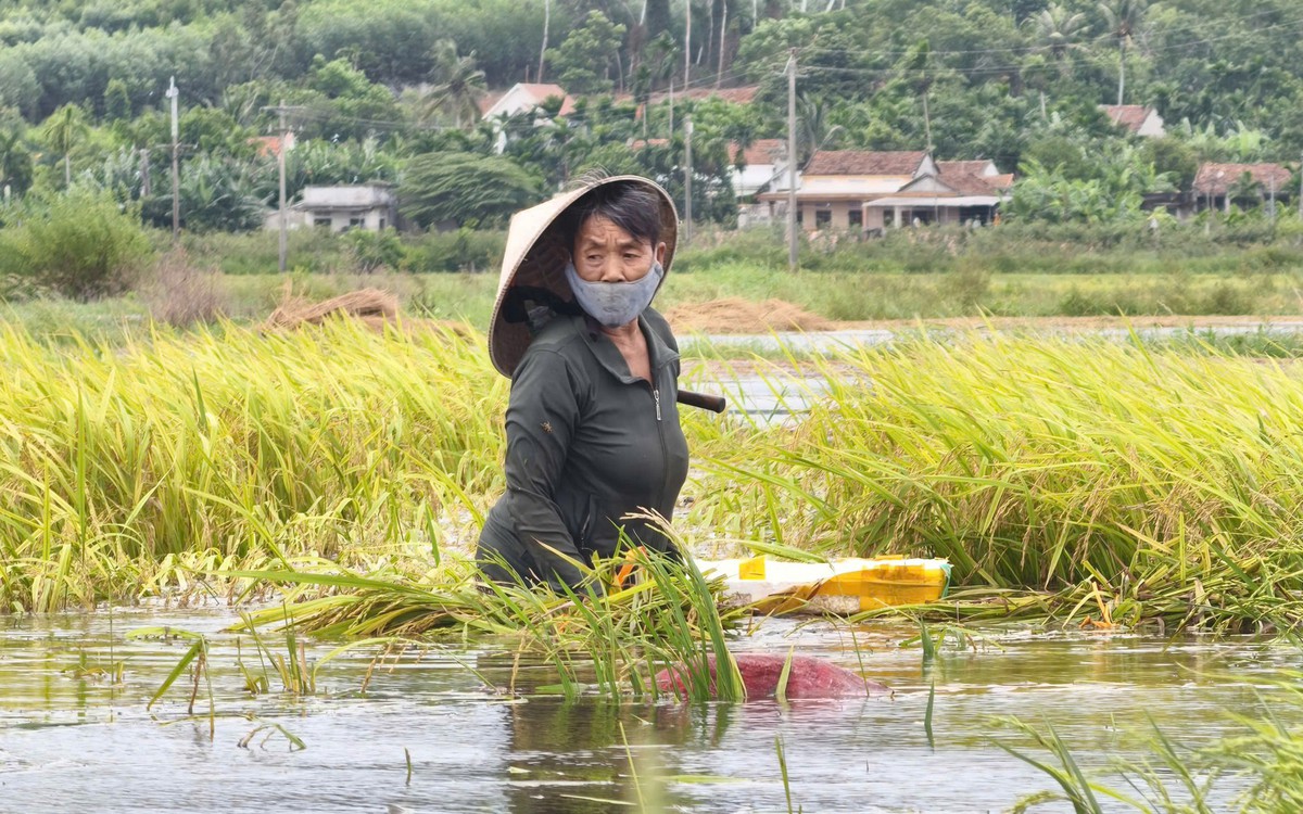 Cận cảnh lúa chín nảy mầm trong nước lũ, người dân cùng nhau vớt vát chút thành quả
