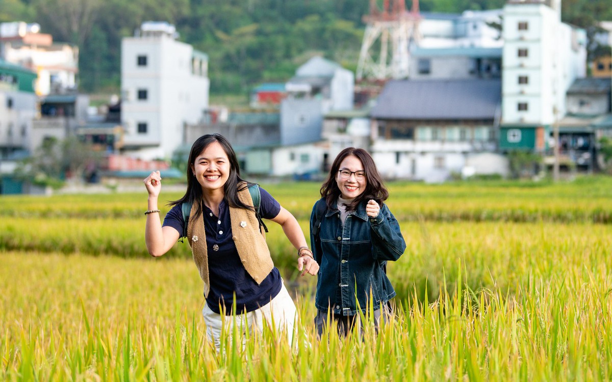 Đi Hà Giang 4 lần mới biết Đồng Văn có cánh đồng lúa đẹp như mơ