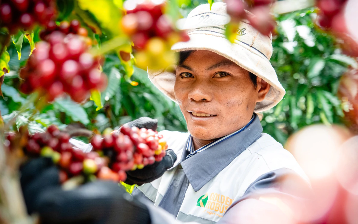Robusta Việt cần 'hộ chiếu' dữ liệu để chinh phục thị trường quốc tế