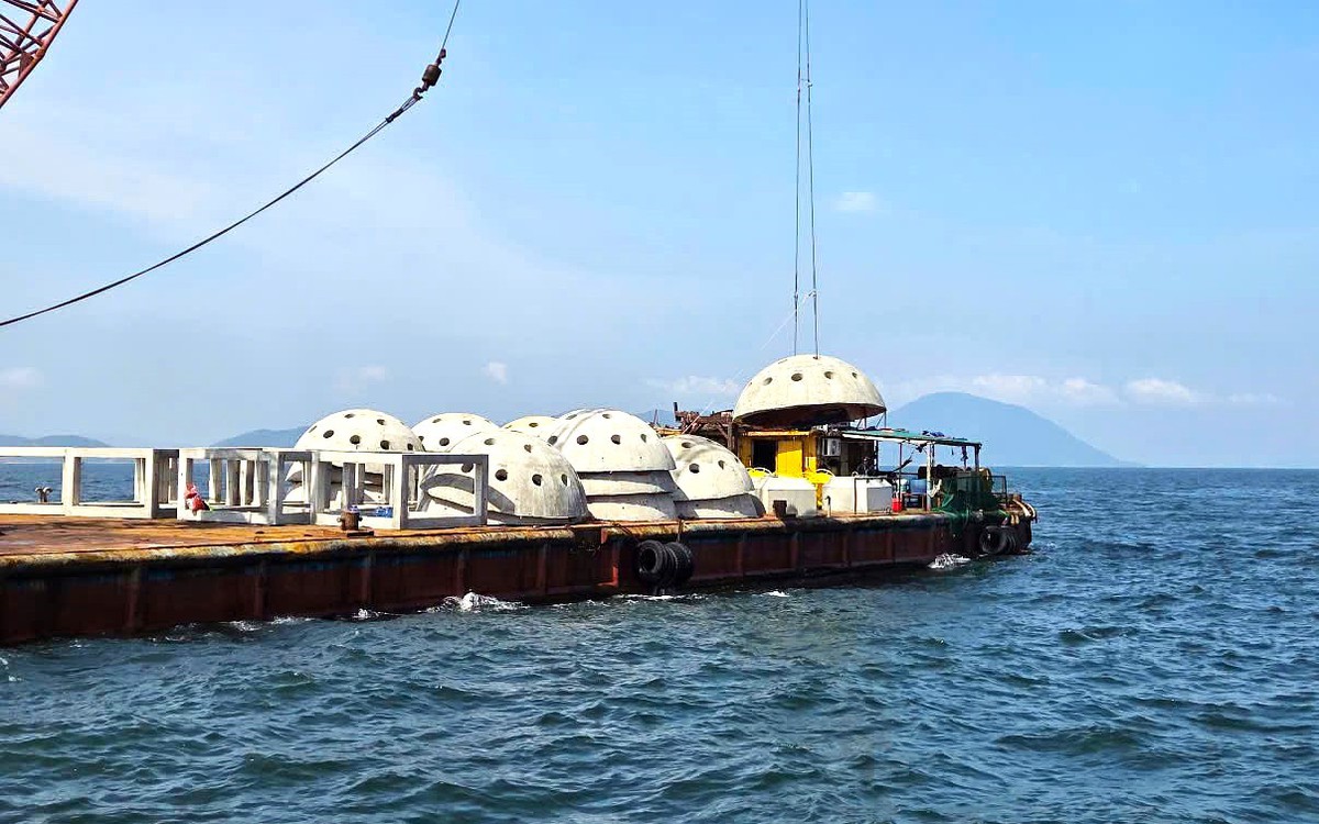 Thả rạn nhân tạo xuống biển bằng khoản tiền bồi thường của Formosa