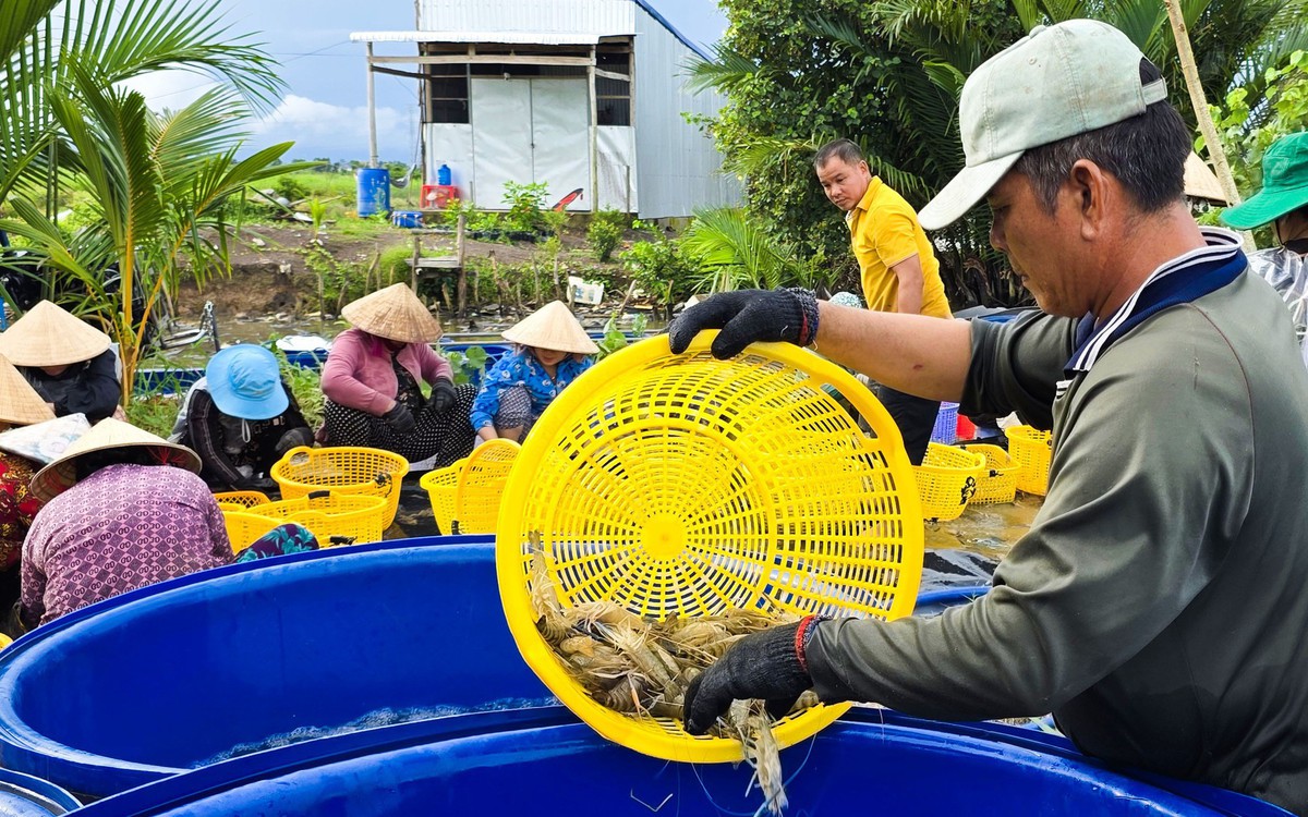 Nông dân An Giang thành công với mô hình nuôi tôm càng xanh luân canh trên đất lúa