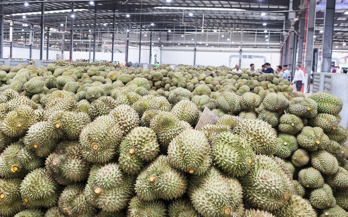 Việt Nam: Sản lượng sầu riêng vượt Thái Lan, giá trị xuất khẩu thấp hơn