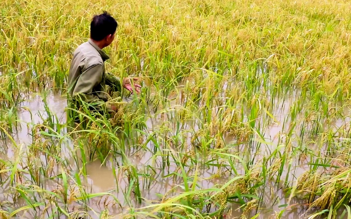Hơn 4.200 hecta lúa ở Cà Mau bị ngập do mưa lớn kéo dài kèm dông lốc