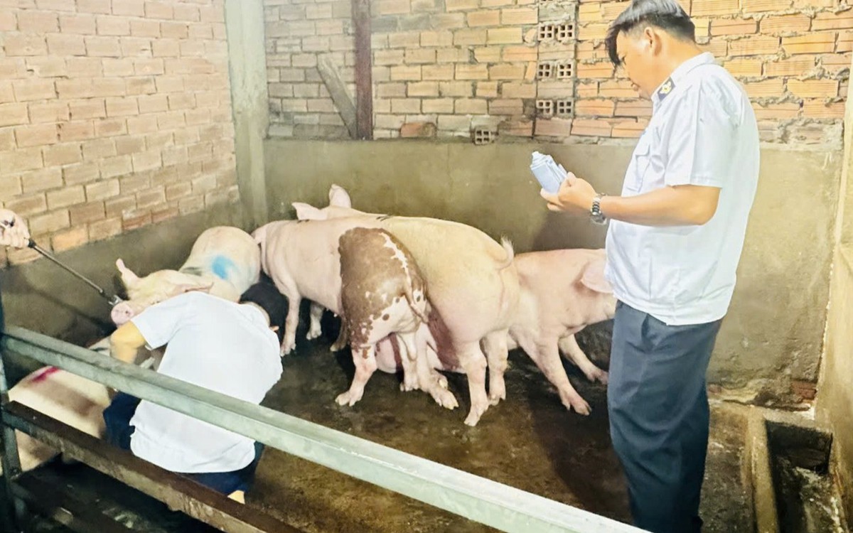 Liên tiếp phát hiện điểm giết mổ heo trái phép ở TP.HCM