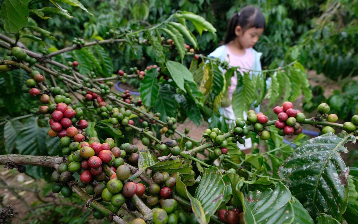 Khám phá 'chuẩn hoa hậu' của Robusta