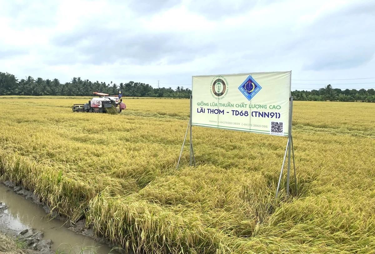 Nông dân miền Tây bán lúa chất lượng cao hơn thị trường 1.200 đồng/kg