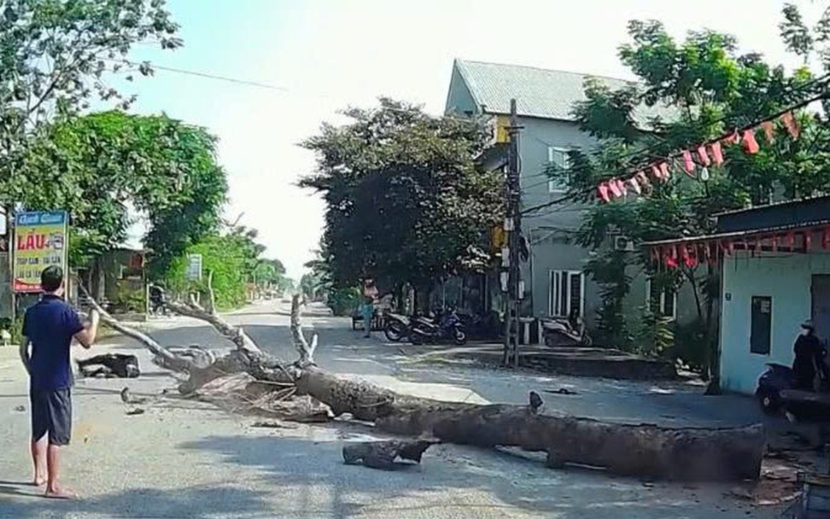 Chặt cây đổ ra đường làm chết người: Ai phải chịu trách nhiệm?