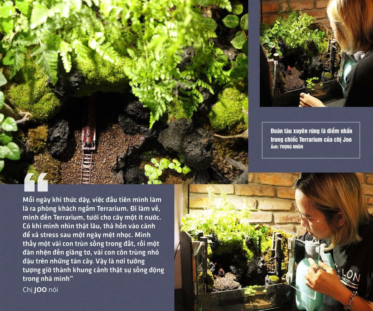 pflaumenbaum bonsai Bonsaï Sageretia theezans — Chinesischer Pflaumenbaum main image 1