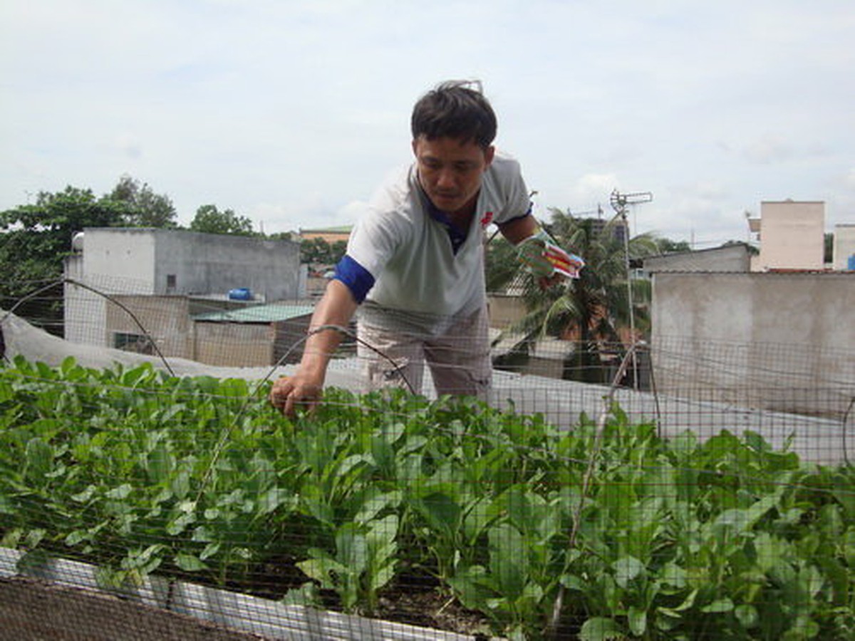 Trồng rau ở nhà phố - Tuổi Trẻ Online
