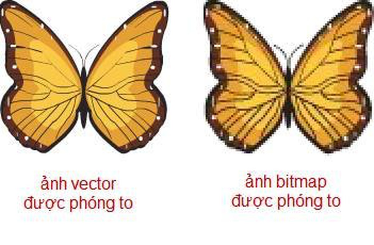 Flash CS4: Tìm hiểu về ảnh dạng Vector và ảnh dạng Bitmap (Raster ...