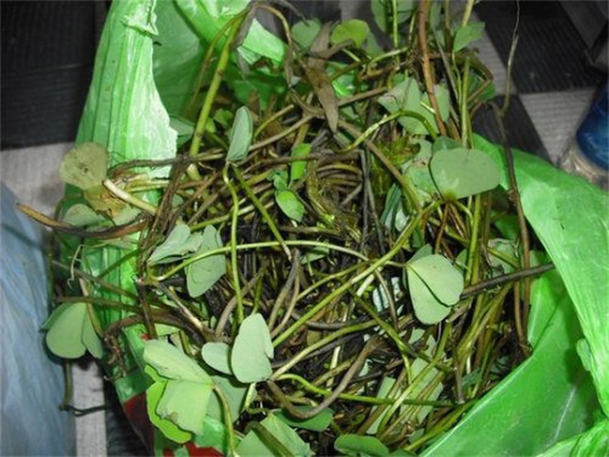 Canh rau bợ cá rô - Tuổi Trẻ Online