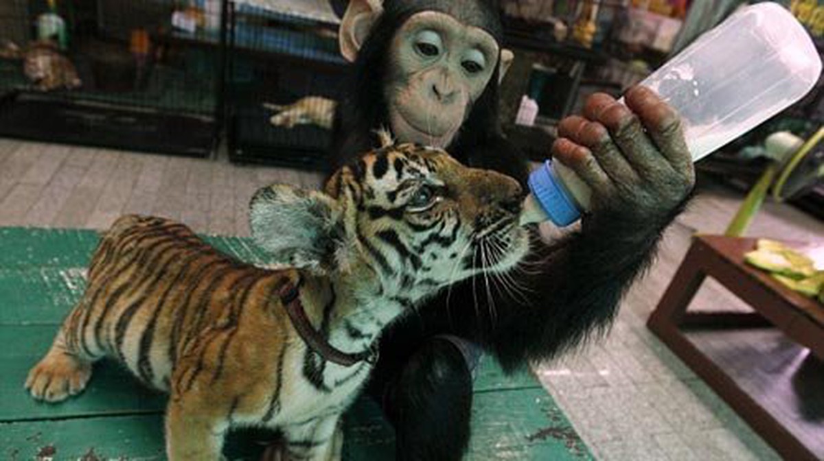 Tinh tinh làm bảo mẫu cho cọp con
