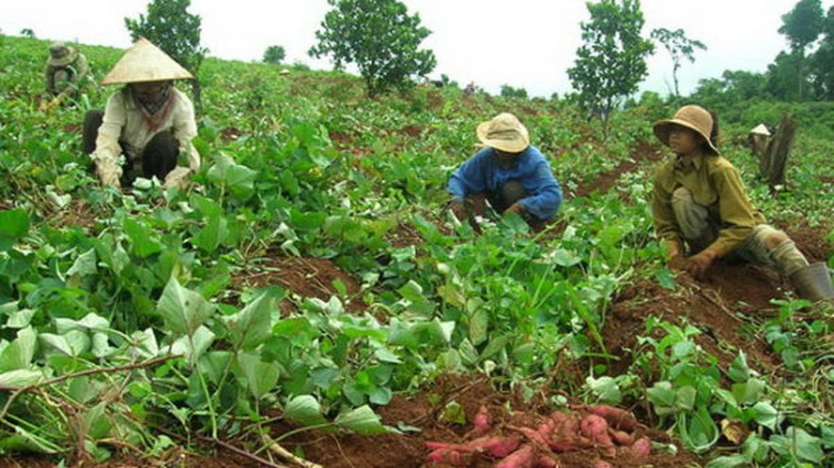 Đã ngăn chặn thương nhân Trung Quốc mua lá khoai lang