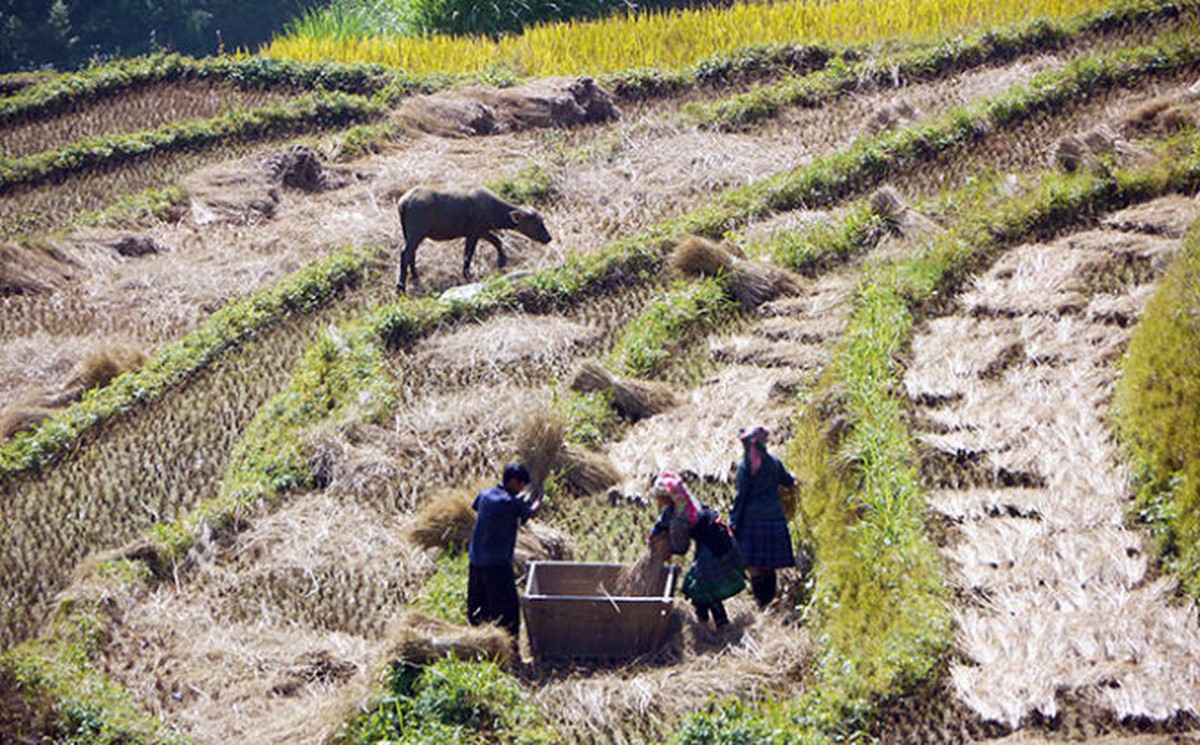 Gặt mùa vàng ở Mù Căng Chải