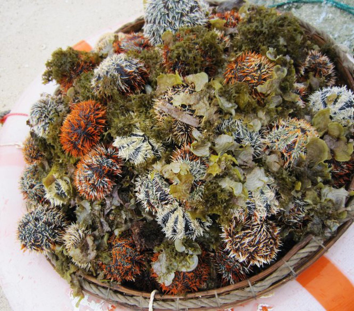 Ra đảo Bé Lý Sơn bắt nhum sọ nấu cháo