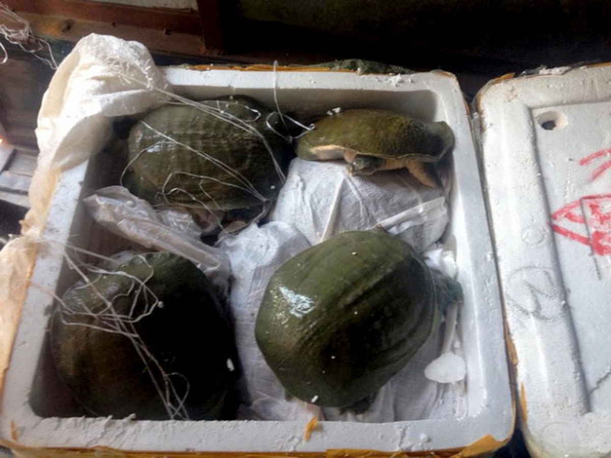 Mất sạch 1.000 con ba ba vì sạt lở bờ sông