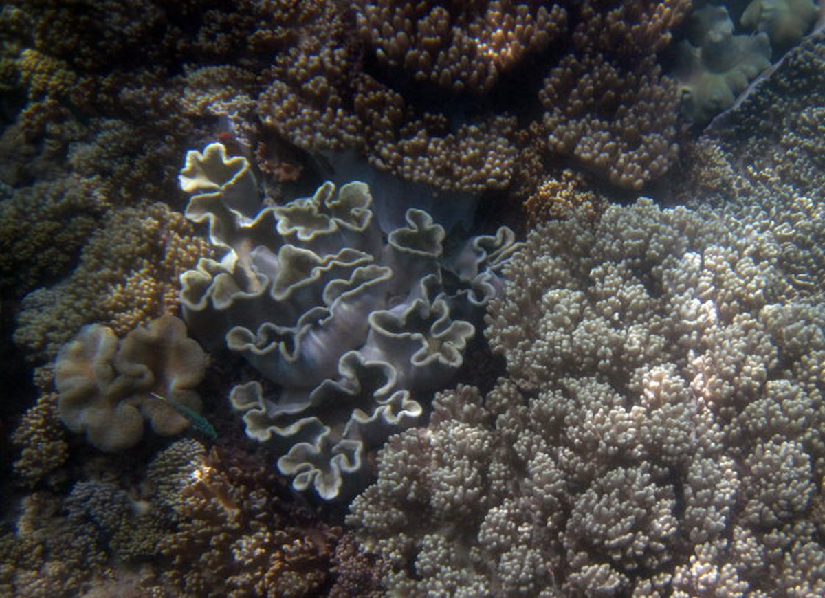 Về xứ “nẫu” thăm Cù Lao Xanh