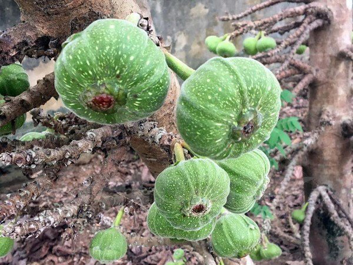 trái vả