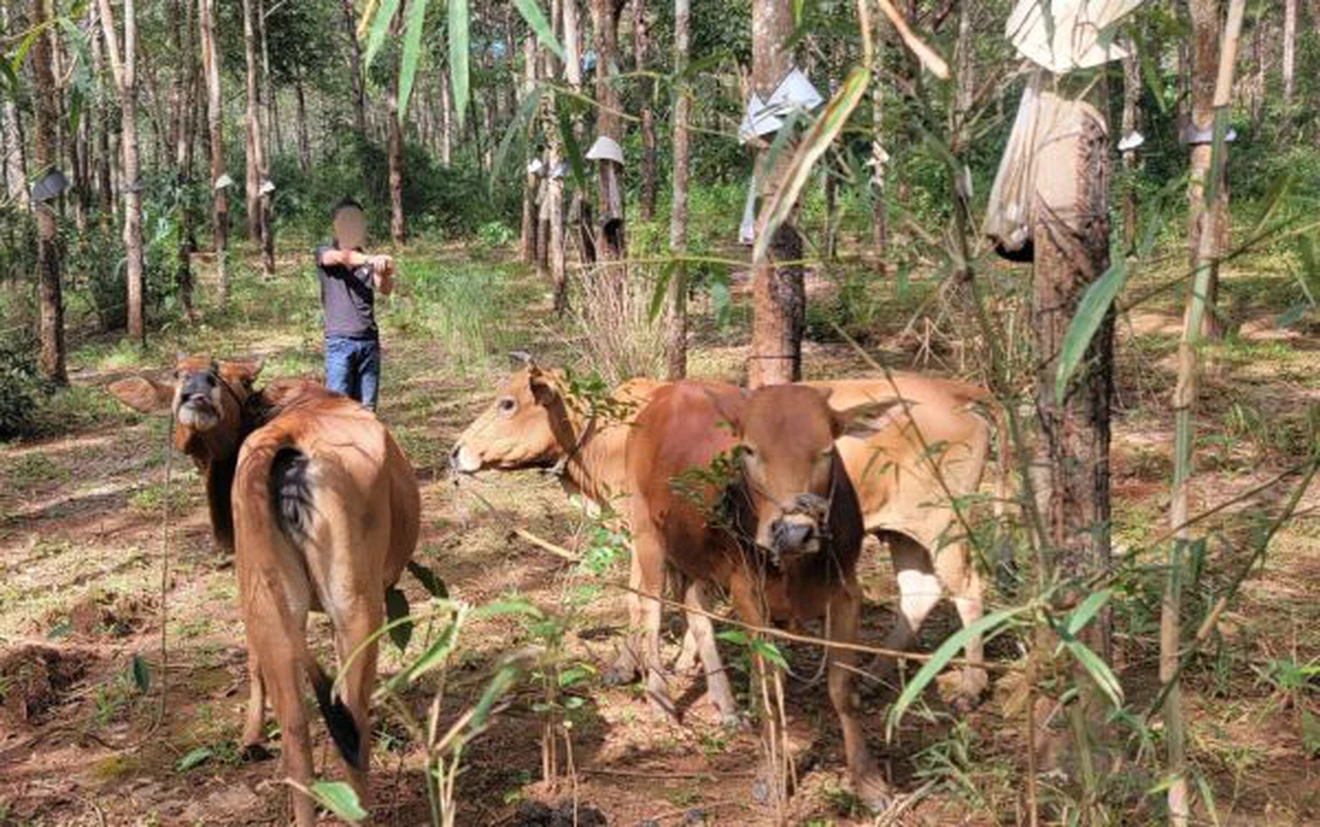 Thanh niên trộm 3 con bò của hàng xóm, mới bán được 2 con thì bị bắt