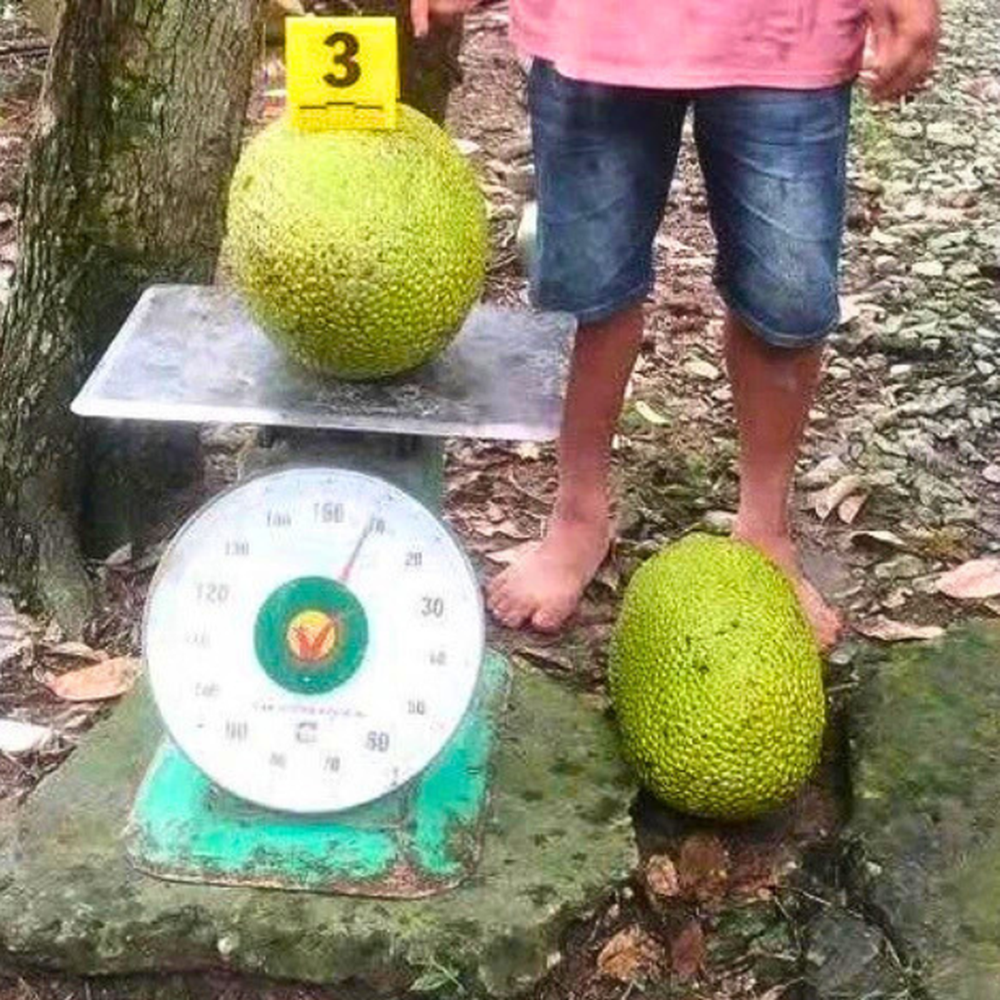 Người trộm 2 trái mít bị khởi tố vì 'ngựa quen đường cũ' khi chưa được xóa án tích