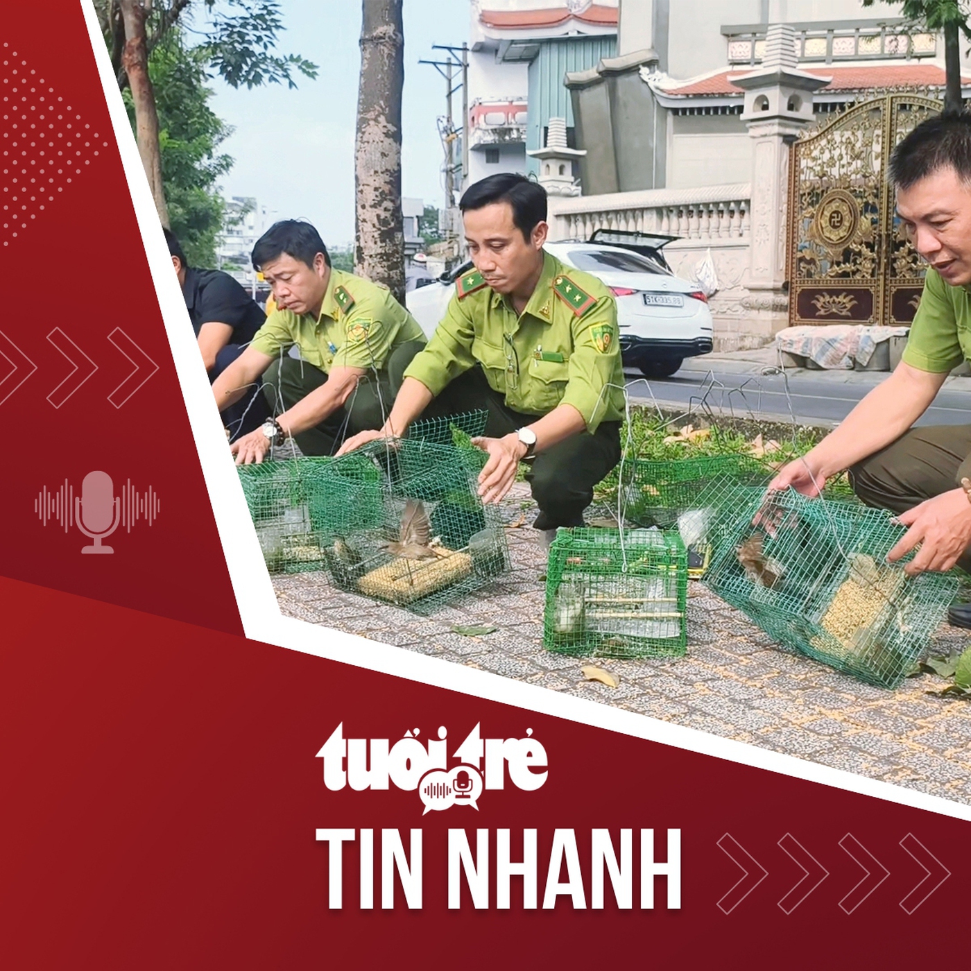 Tin tức tối 18-12: Giải cứu chim trời mắc bẫy giữa lòng thành phố