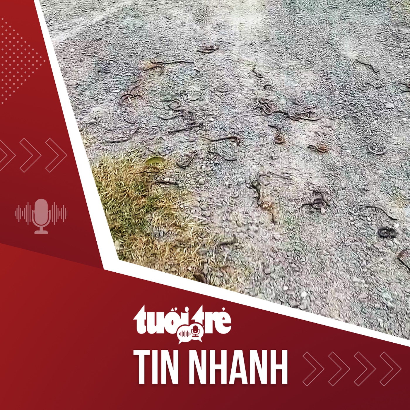 Tin tức tối 2-12: Giun đất chết hàng loạt, cơ quan chuyên môn nói gì?