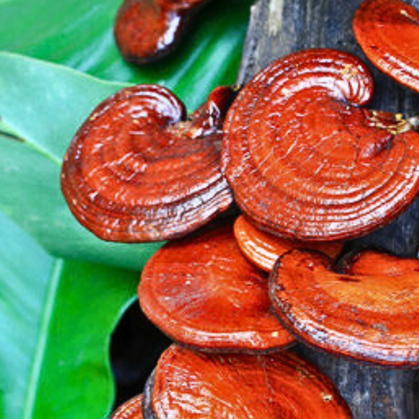 Nấm linh chi chống được ung thư, sự thật hay chỉ là lời đồn?