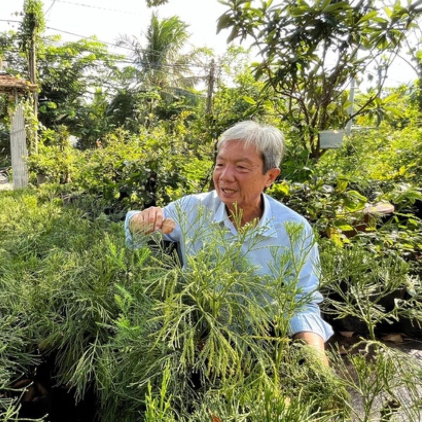 Gặp thầy giáo ở Cần Thơ hồi sinh loài cây thuỷ tùng quý hiếm bên bờ tuyệt chủng