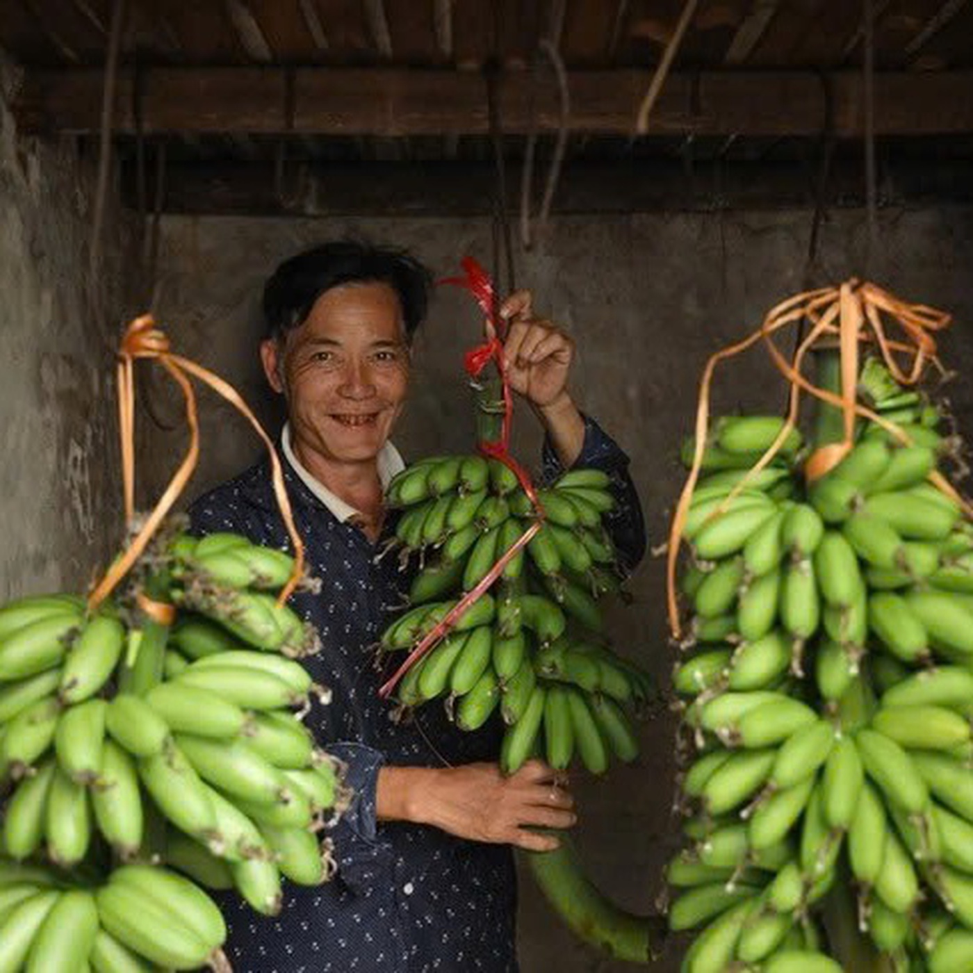 'Chuối tiến vua' 100.000 đồng một nải có gì đặc biệt?