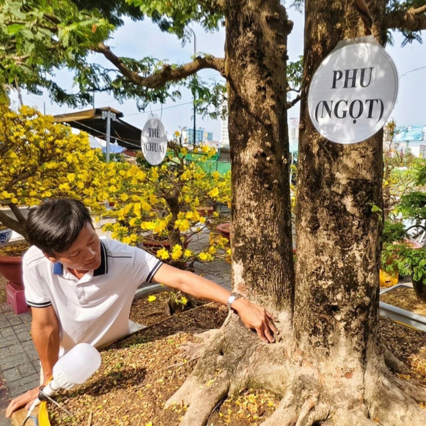 Chủ nhân nói về chậu me bonsai 'phu thê' ngọt - chua giá hơn 1 tỉ đồng