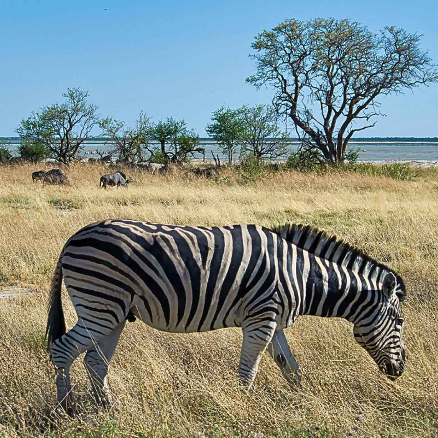 Lý do thực sự khiến ngựa vằn 'bướng', không chịu thuần hóa làm vật cưỡi