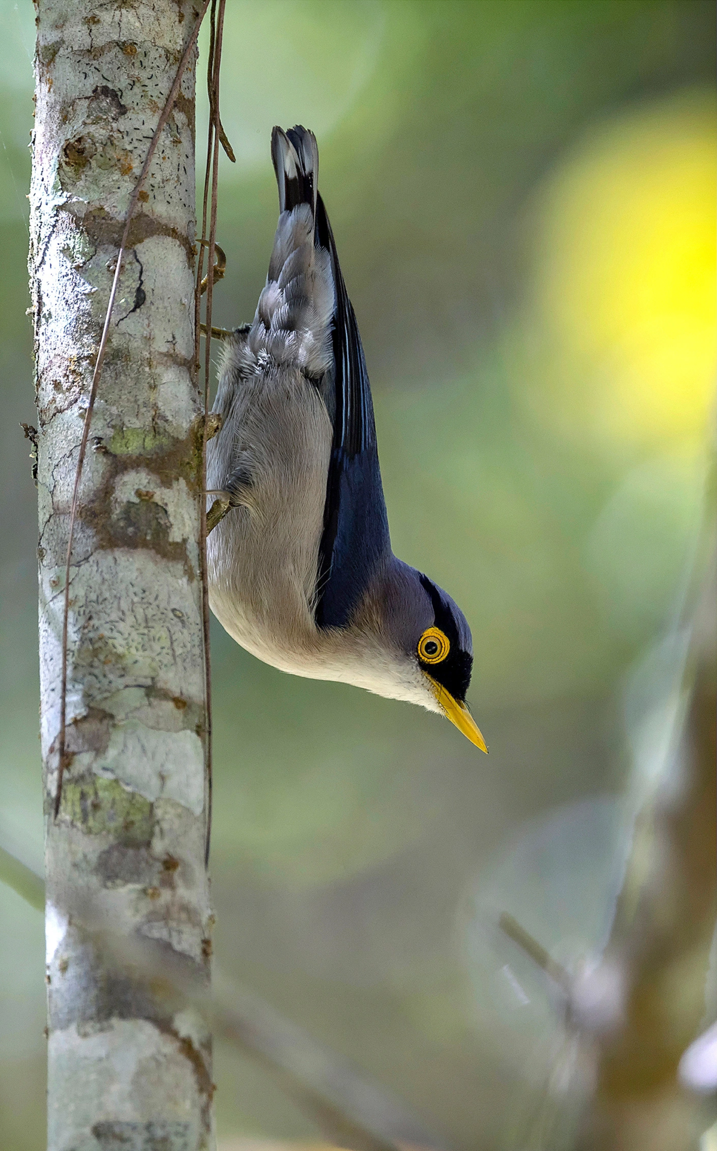 Tác phẩm Trèo Cây Mỏ Vàng (Yellow-billed Nuthatch) đoạt giải chim đặc hữu, cận đặc hữu ấn tượng.