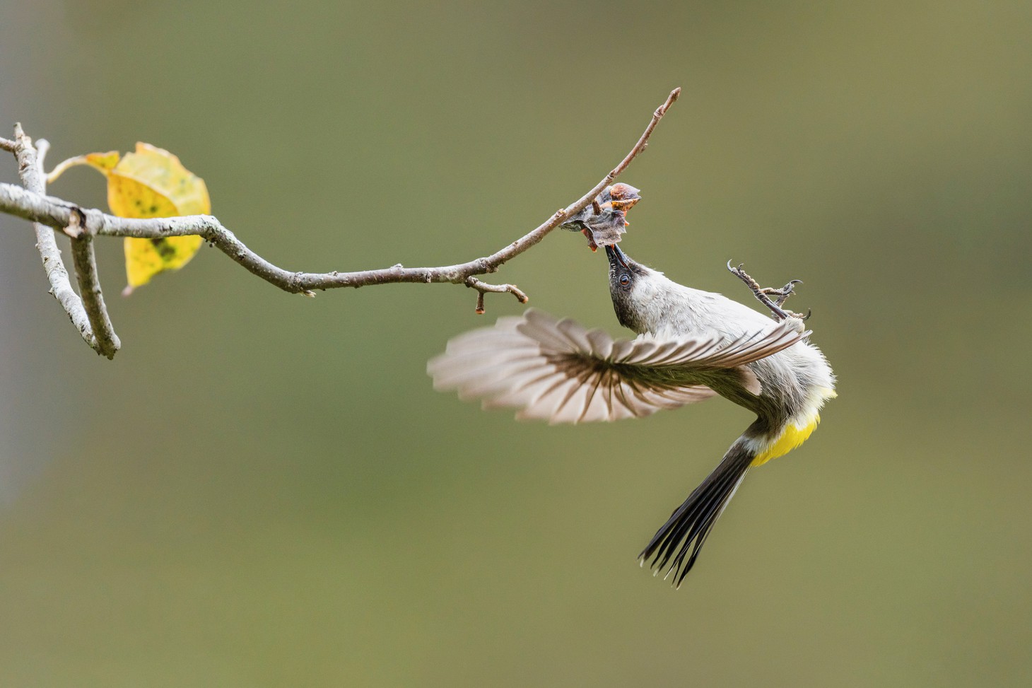 Bông lau tai trắng (Pycnonotus aurigaster)