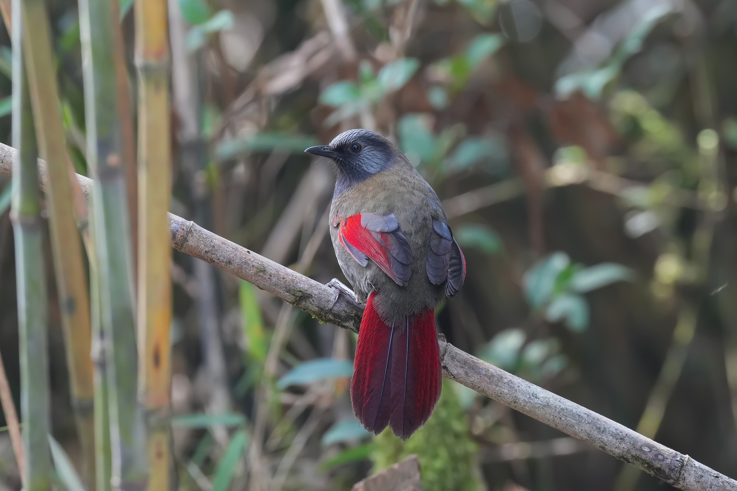 Khướu cánh đỏ (Red-winged Laughingthrush)