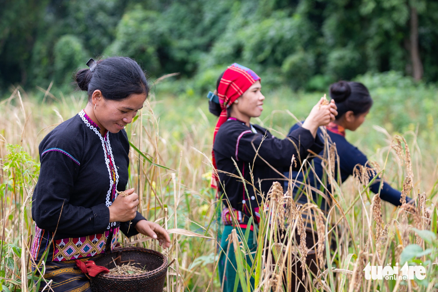 Người dân canh tác còn thủ công, lúa tuốt bằng tay từng bông một