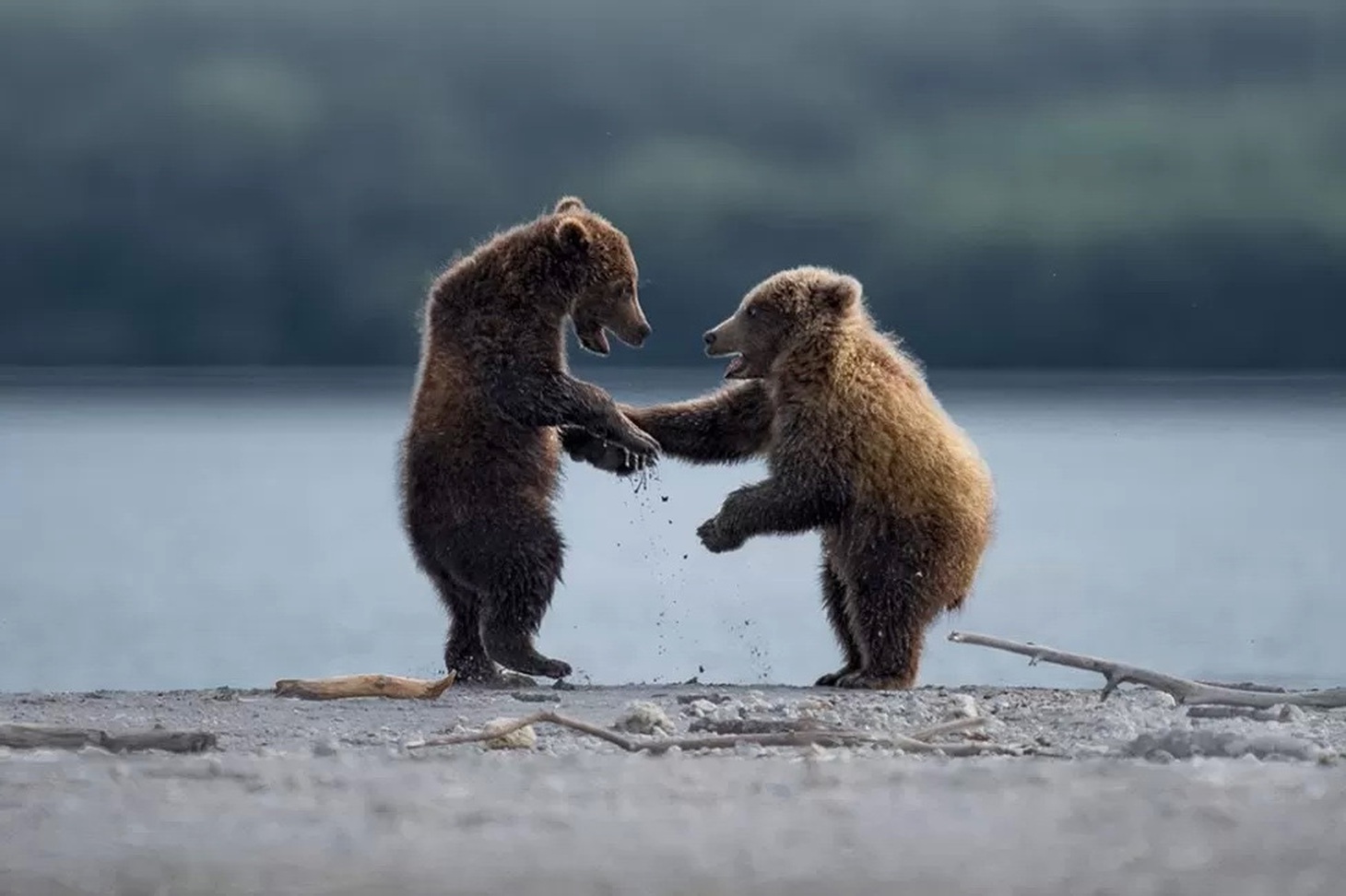 "Tại Công viên quốc gia Katmai (Mỹ), gấu xám có rất nhiều và do đó nơi đây là thiên đường của các nhiếp ảnh gia. Tuy nhiên, thử thách ở đây là chụp được một khung hình độc đáo", tác giả Thomas Vijayan cho biết.