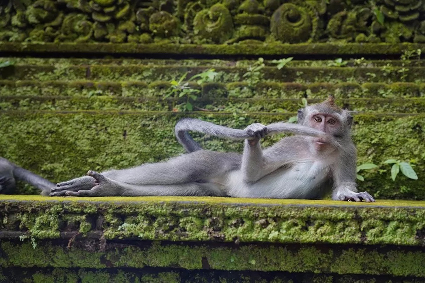 Tác phẩm chụp tại khu rừng khỉ ở Ubud, Bali (Indonesia). "Đây là một nơi khỉ là vua", nhiếp ảnh gia Delphine Casimir nói.