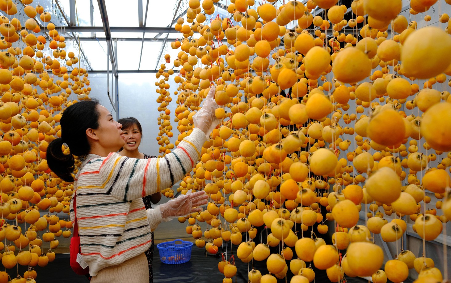 Du khách tham quan, tìm hiểu quy trình sản xuất hồng treo gió dọc tuyến đường nối trung tâm Đà Lạt với vùng Cầu Đất (xã Xuân Trường) - Ảnh: MINH AN