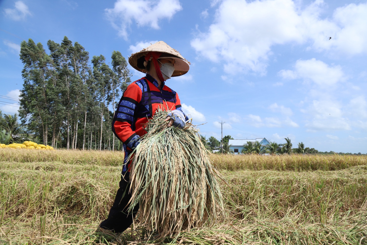 Dù rất nhiều lao động đã đi đến các vùng khác, nhưng lực lượng lao động còn lại ở ĐBSCL vẫn thất nghiệp đang là một trong những vấn đề được nêu ra tại báo cáo kinh tế thường niên năm 2023 - Ảnh: CHÍ QUỐC