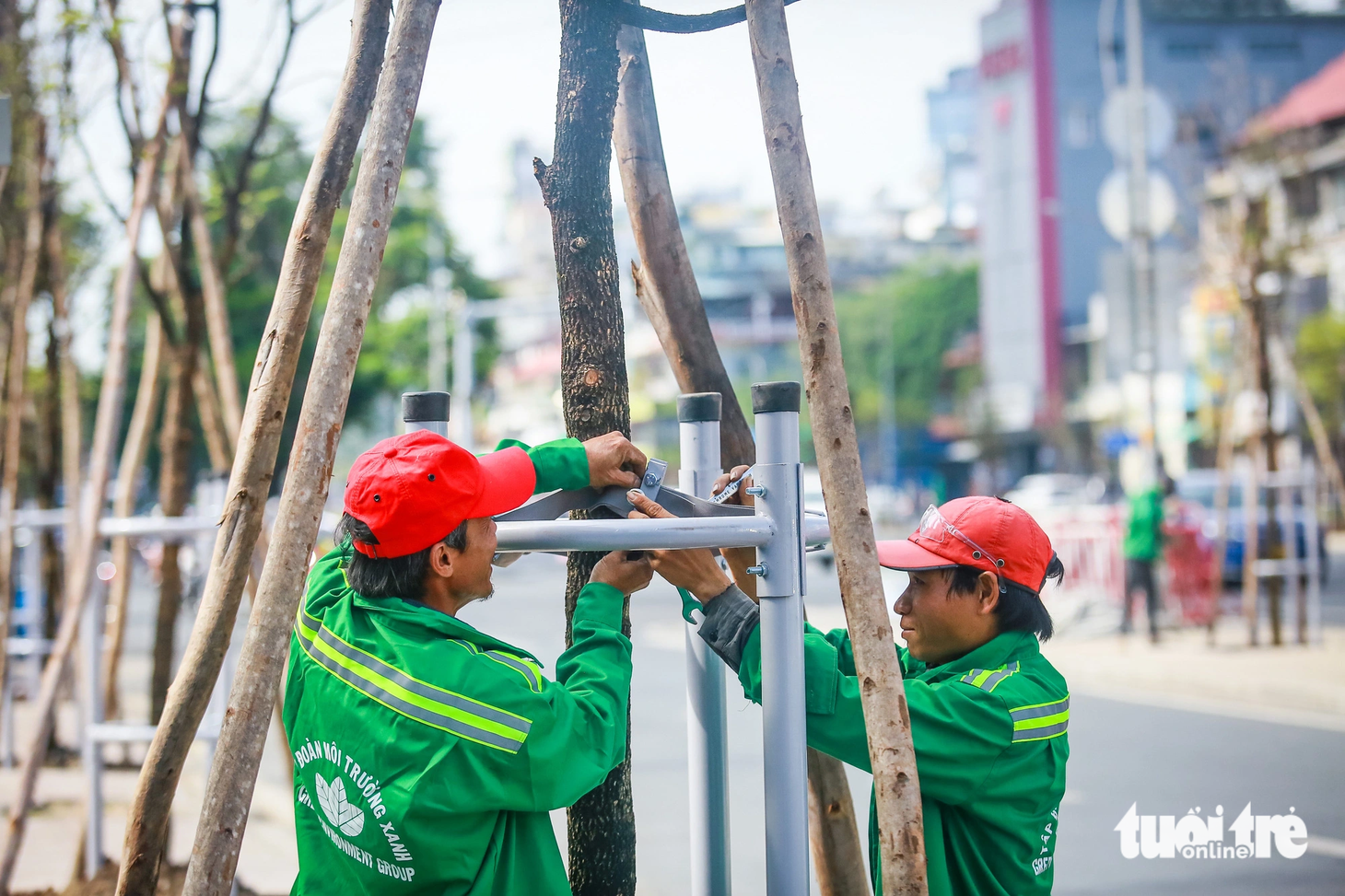 Các công nhân đang cố định thân cây me xanh. Hiện nay có ít nhất 60 cây đã được trồng trên vỉa hè, dải phân cách đường Lê Lợi - Ảnh: CHÂU TUẤN