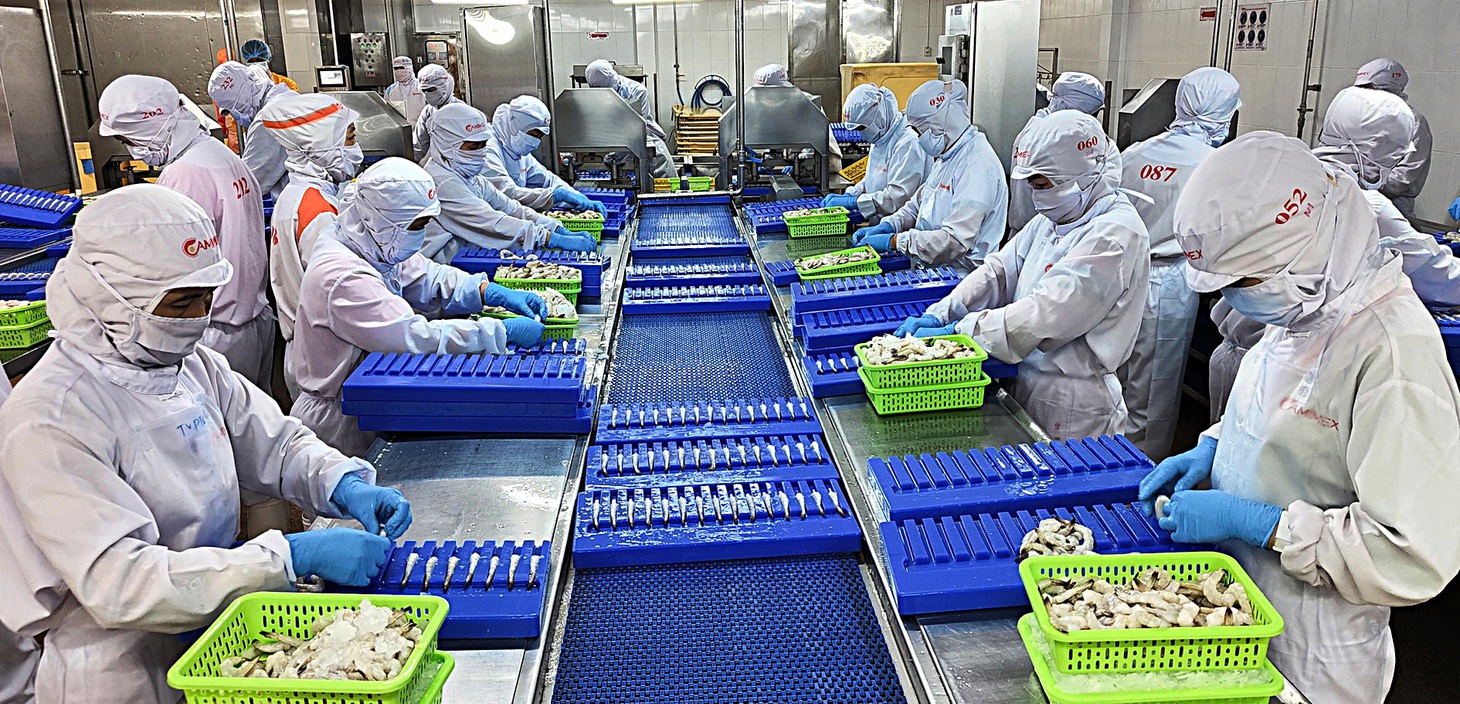Xuất khẩu tôm đã mang về cho tỉnh Cà Mau hơn 1 tỉ USD - Ảnh: THANH HUYỀN