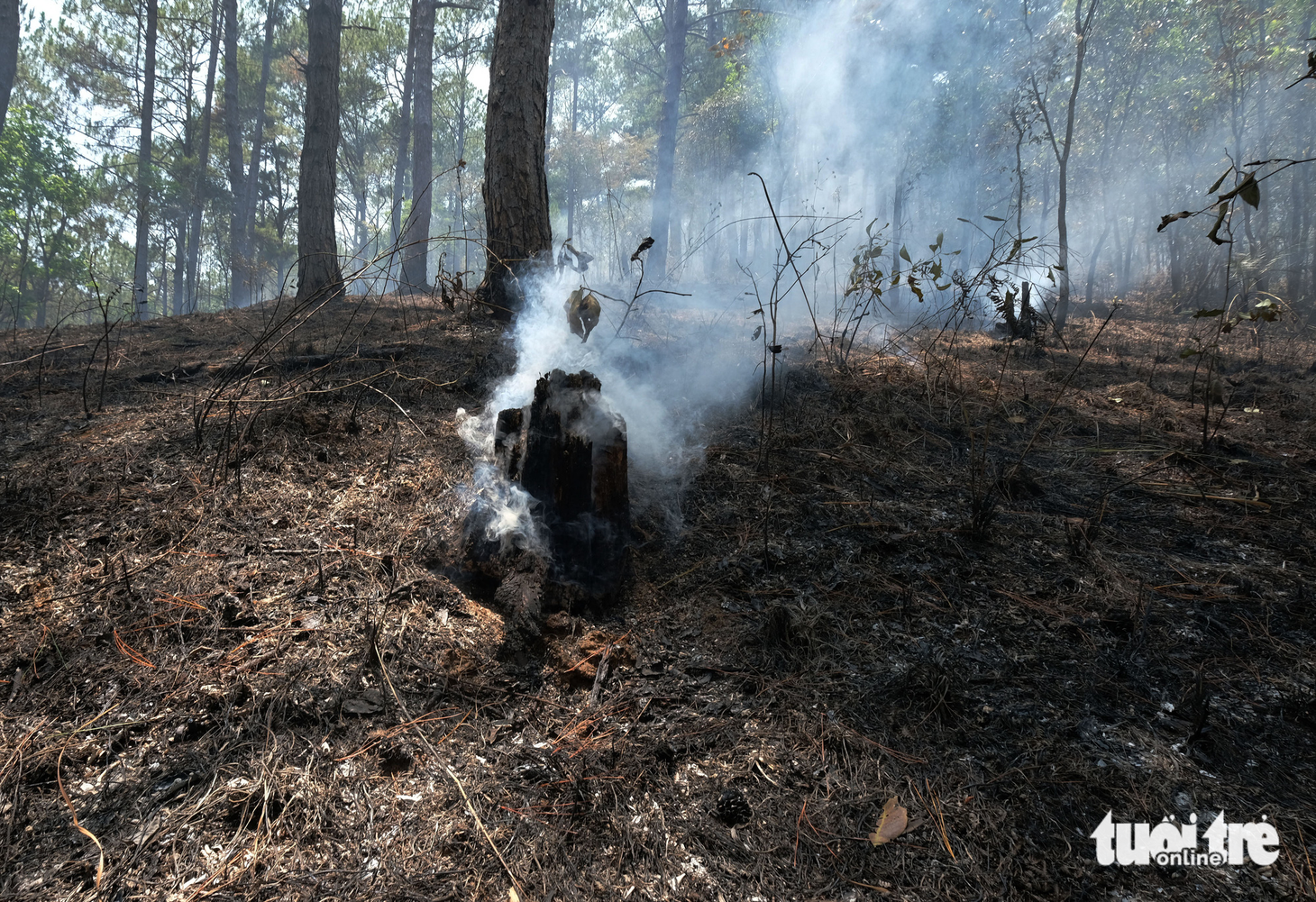 Rừng phòng hộ đèo Prenn Đà Lạt lại xuất hiện điểm cháy lớn - Ảnh 4.