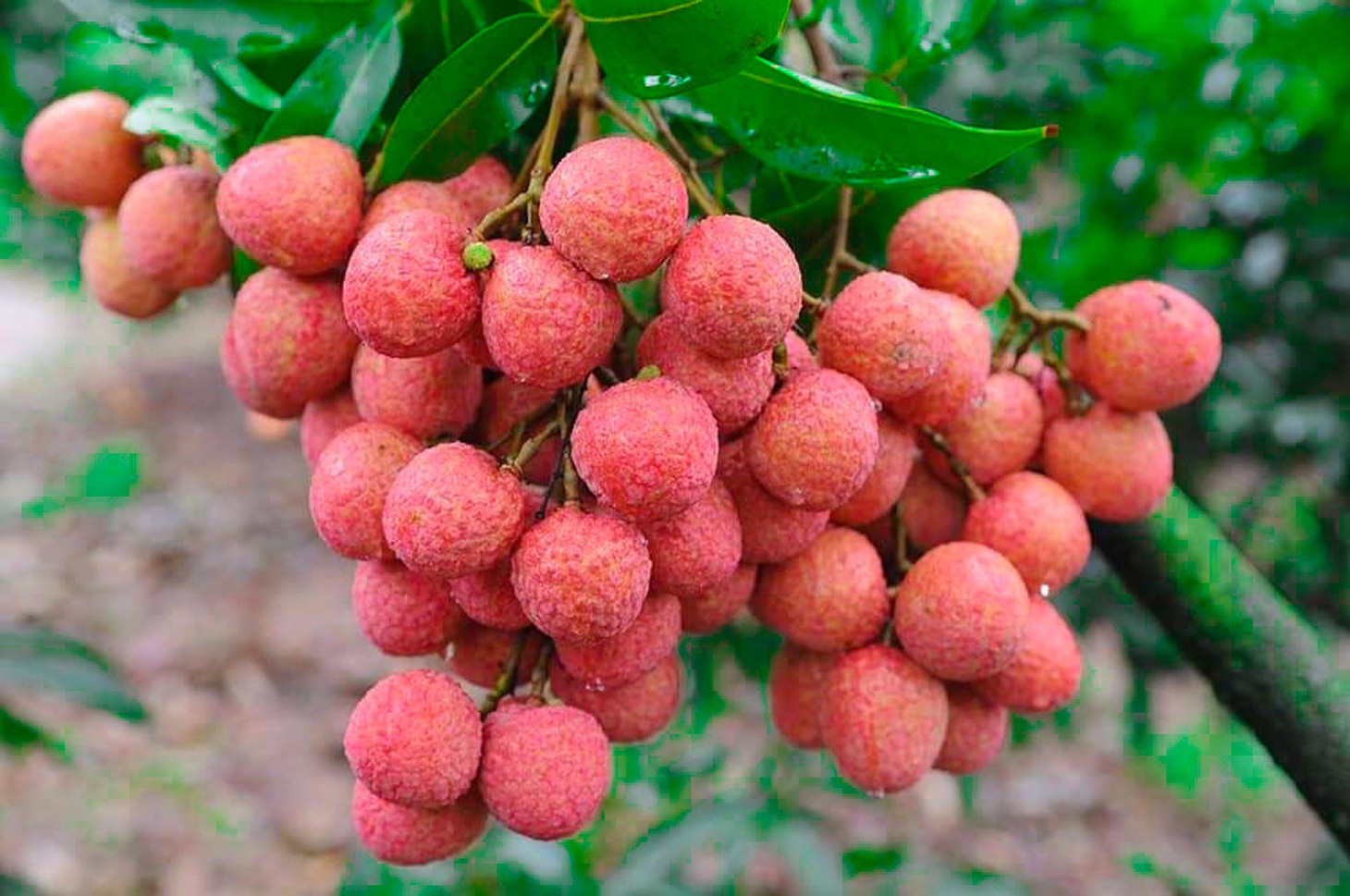 Vải Lục Ngạn