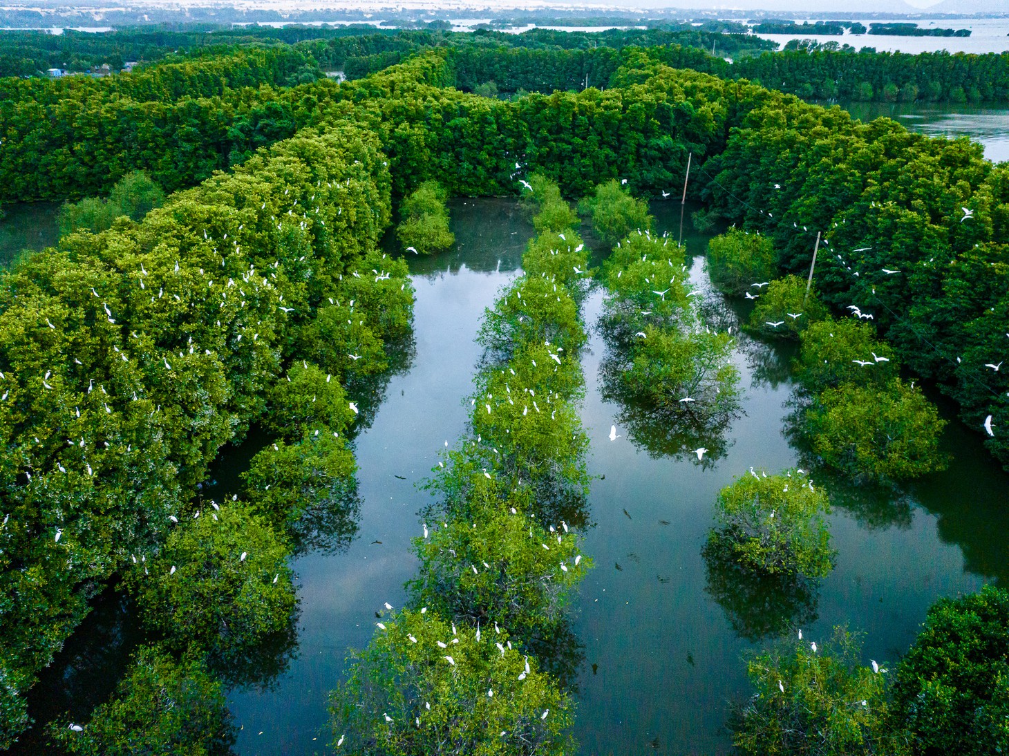 Buổi chiều, hàng ngàn chim, cò nối đuôi nhau bay lượn trên đầm Thị Nại tạo nên khung cảnh vô cùng ấn tượng - Ảnh: DŨNG NHÂN