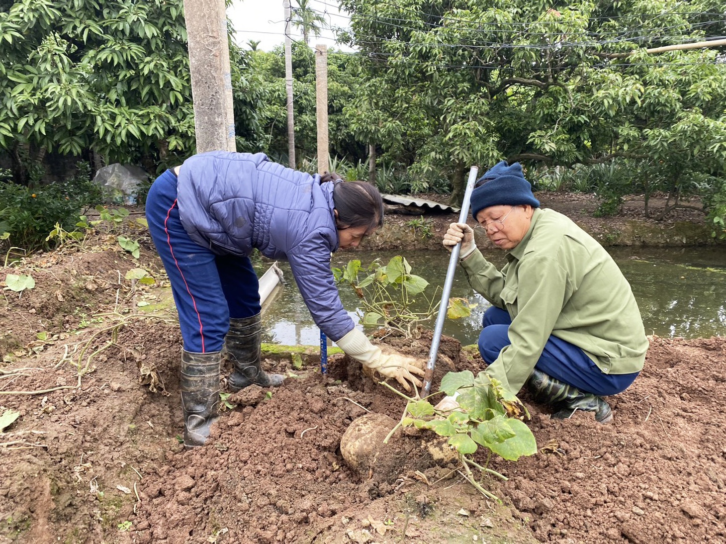 Những ngày giáp Tết Nguyên đán cũng là lúc gia đình ông Trần Văn Liêm thu hoạch củ đậu "khổng lồ" trồng cạnh bờ ao - Ảnh: M.NGUYỆT