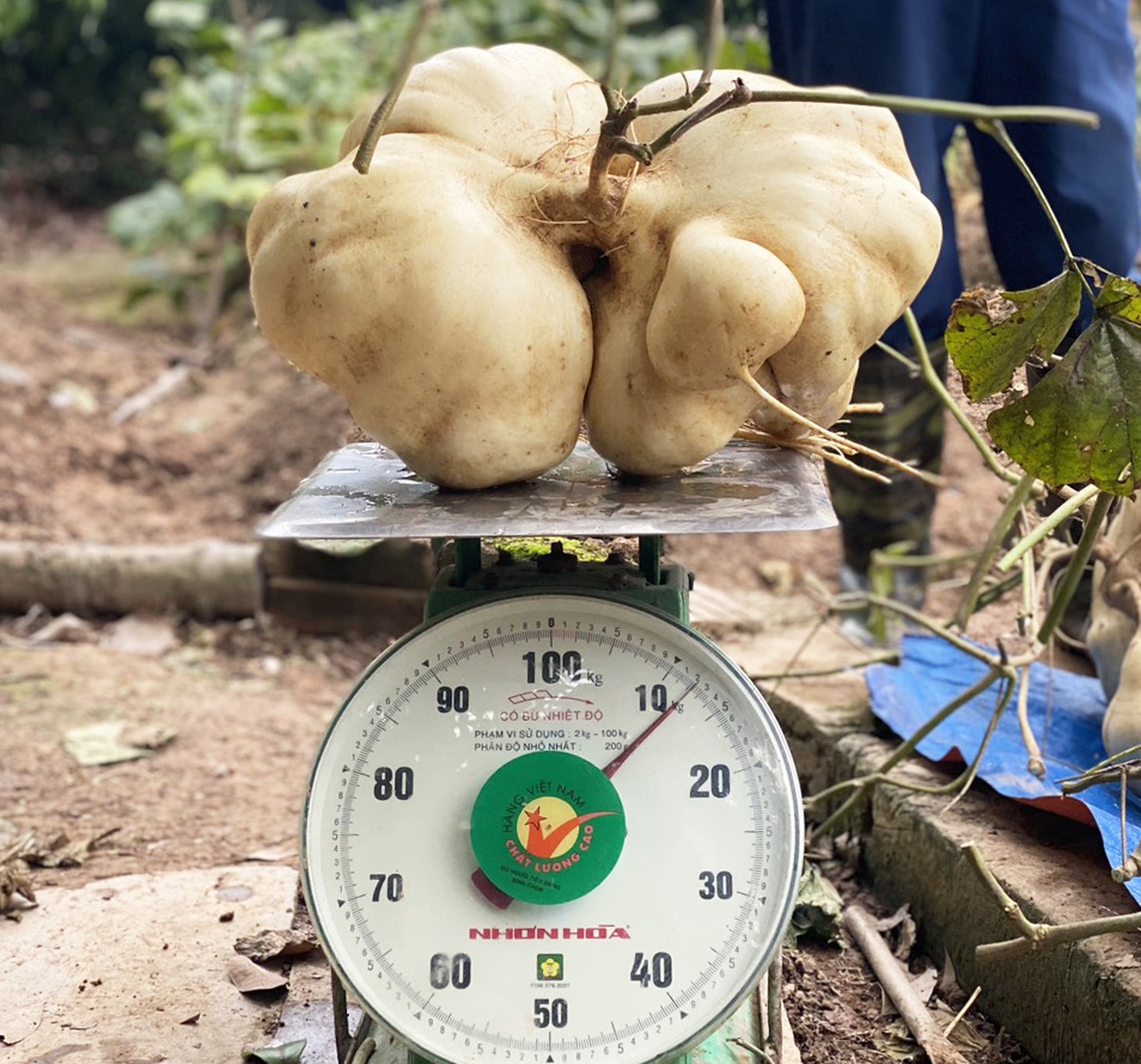 Củ đậu "khổng lồ" của gia đình ông Liêm có trọng lượng trung bình đạt trên 10kg - Ảnh: M.NGUYỆT